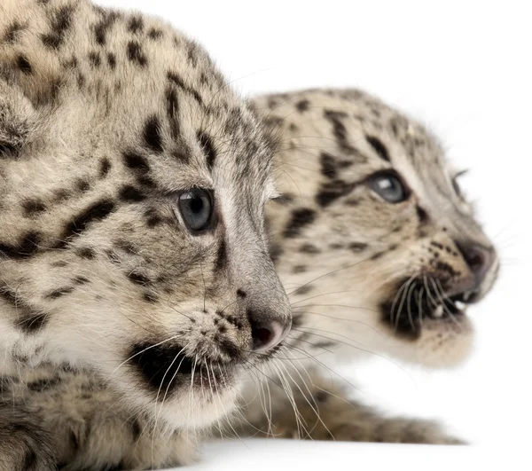 Leopardos de nieve, Uncia uncia o Panthera uncial, de 2 meses de edad, frente a fondo blanco —  Fotos de Stock