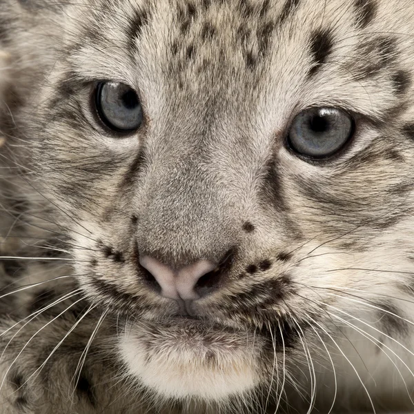 Snow leopard, uncia uncia lub panthera uncjalnych, 2 miesiące, bliska — Zdjęcie stockowe