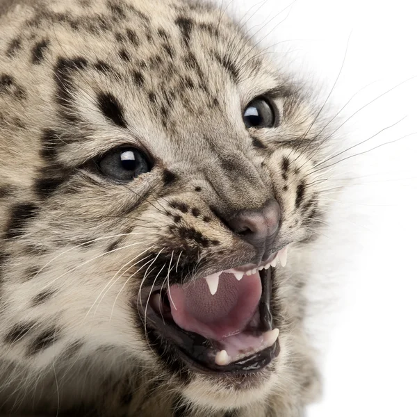 Snow leopard, Uncia uncia or Panthera uncial, 2 months old, in front of white background — Stock Photo, Image