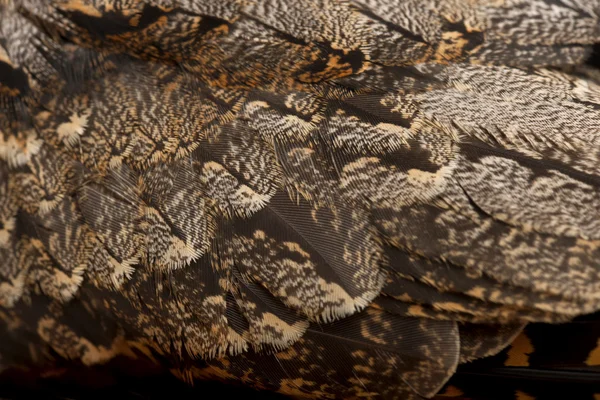 Европейский Nightjar, или просто Nightjar, Fumulgus Feldeus, close up — стоковое фото