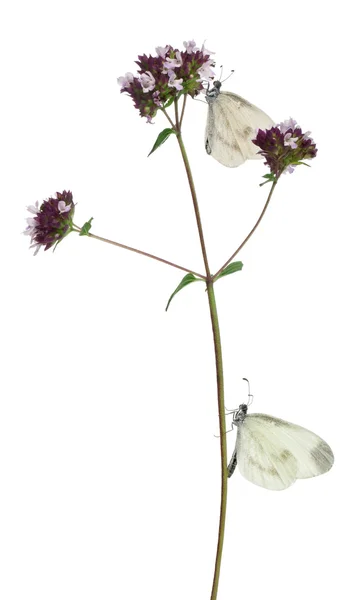 Wood White, Leptidea sinapis, sur origan devant fond blanc — Photo