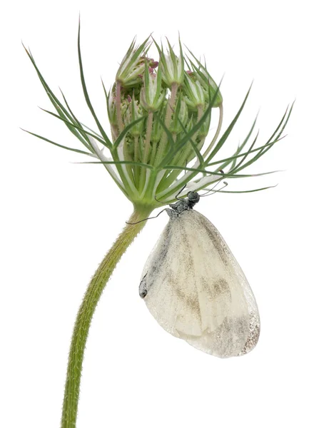 Wood White, Leptidea sinapis, sur plante devant fond blanc — Photo