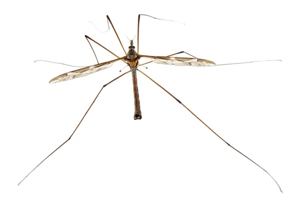 Crane fly eller daddy long-ben, tipula maxima, framför vit bakgrund — Stockfoto