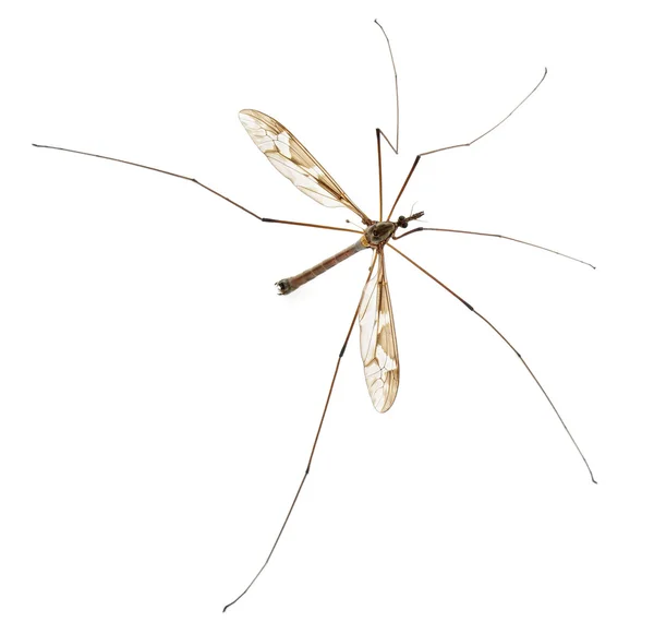 Crane fly ou papai pernas longas, Tipula maxima, na frente do fundo branco — Fotografia de Stock