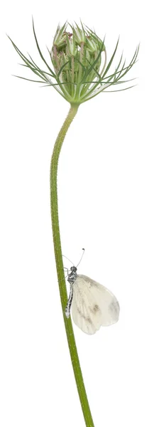 Madeira Branco, Leptidea sinapis, sobre planta na frente do fundo branco — Fotografia de Stock