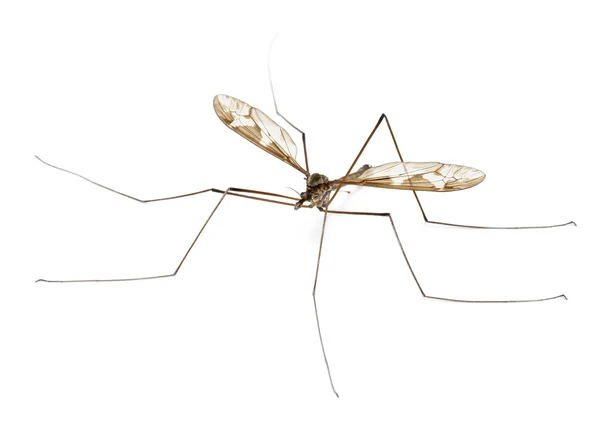 Vinç sinek veya uzun-bacaklı baba, tipula maxima, beyaz arka plan önünde — Stok fotoğraf