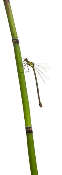 Willow Emerald Damselfly or the Western Willow Spreadwing, Lestes viridis, on plant stem in front of white background — Stock Fotó