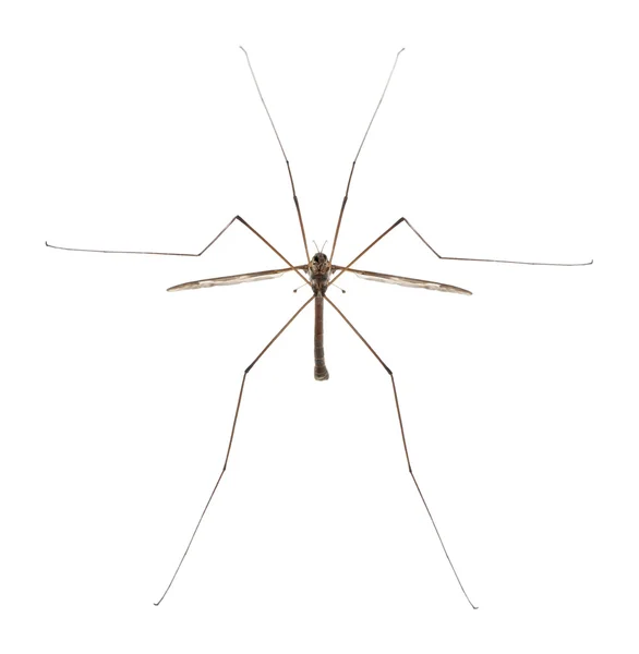 Crane fly ou papai pernas longas, Tipula maxima, na frente do fundo branco — Fotografia de Stock
