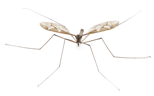 Γερανός μύγα ή μπαμπάς βίου-πόδια, tipula maxima, μπροστά από το λευκό φόντο — Φωτογραφία Αρχείου