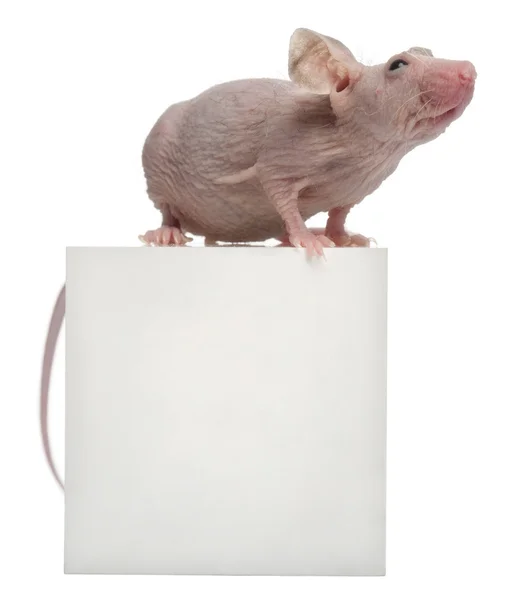Hairless House mouse, Mus musculus, 3 months old, on box in front of white background — Stock Photo, Image