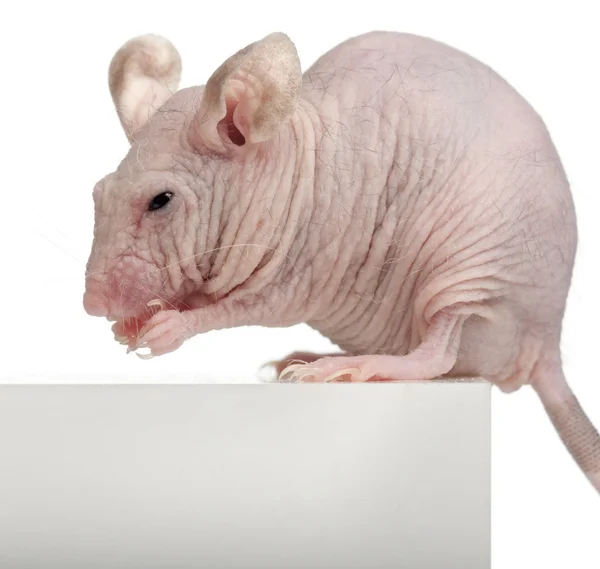 Haarloze huismuis, mus musculus, zittend 3 maanden oud, op vak voor witte achtergrond — Stockfoto