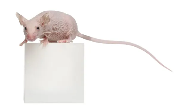 Hairless House mouse, Mus musculus, 3 months old, on box in front of white background — Stock Photo, Image