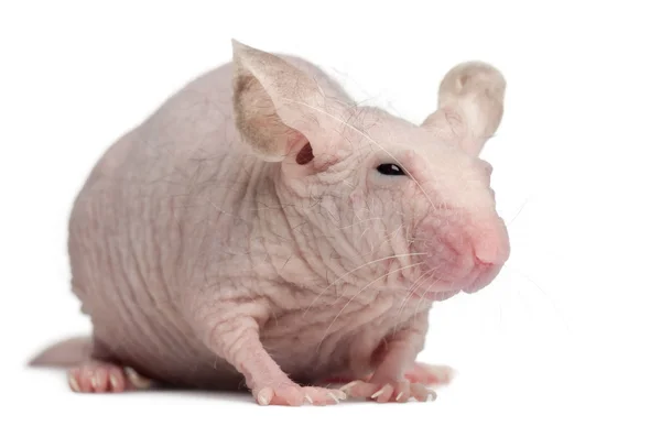 Haarloze huismuis, mus musculus, 3 maanden oud, voor witte achtergrond — Stockfoto