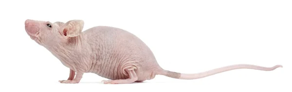 Ratón de casa sin pelo, Mus musculus, 3 meses de edad, delante de fondo blanco —  Fotos de Stock