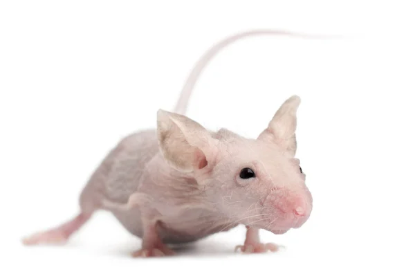 Άτριχα σπίτι ποντίκι, mus musculus, 3 μηνών, μπροστά από το λευκό φόντο — Φωτογραφία Αρχείου