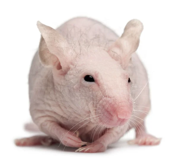 Ratón de casa sin pelo, Mus musculus, 3 meses de edad, delante de fondo blanco — Foto de Stock