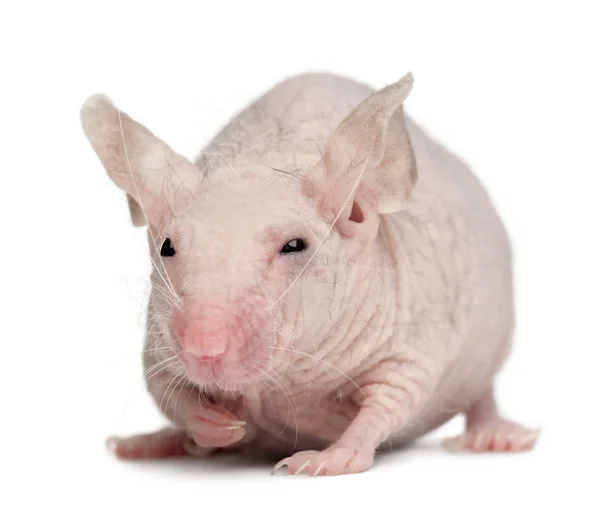 Hairless house mus, mus musculus, 3 månader gammal, framför vit bakgrund — Stockfoto