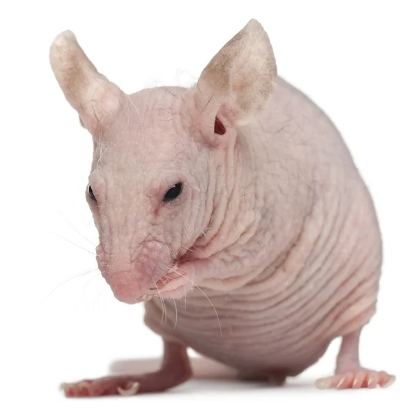 Tüysüz ev faresi mus musculus, 3 ay yaşlı, beyaz arka plan — Stok fotoğraf