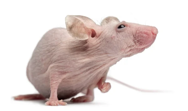 Bezvlasý dům myš, mus musculus, 3 měsíce stará, před bílým pozadím — Stock fotografie