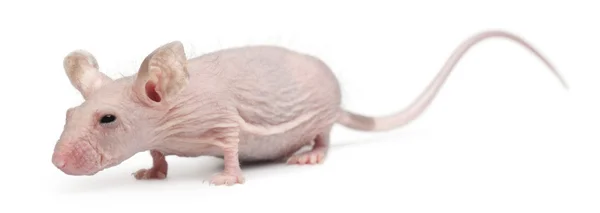 Bezvlasý dům myš, mus musculus, 3 měsíce stará, před bílým pozadím — Stock fotografie