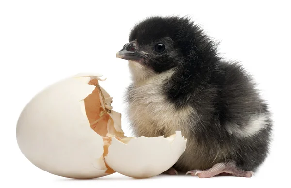 Chick, Gallus gallus domesticus, 8 hours old, standing next to it's own egg in front of white background — Stock Photo, Image