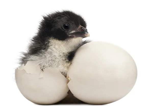 Chick, Gallus gallus domesticus, 8 hours old, standing next to it's own egg in front of white background — Stockfoto