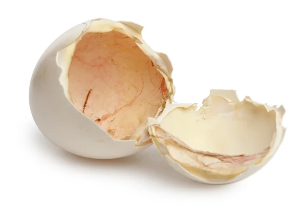 Huevo de gallina, Gallus gallus domesticus, frente al fondo blanco — Foto de Stock