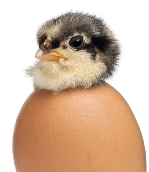 Chick, Gallus gallus domesticus, 3 days old, in egg in front of white background — Stock Photo, Image