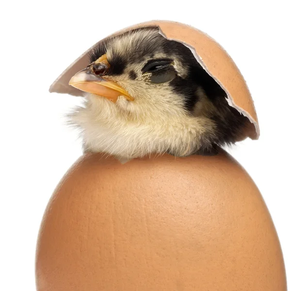 Küken, gallus gallus domesticus, 3 Tage alt, im Ei vor weißem Hintergrund — Stockfoto