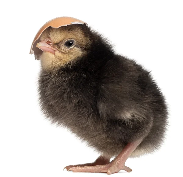 Chick, Gallus gallus, 2 days old, with a piece of its shell on its head in front of white background — Stock Photo, Image