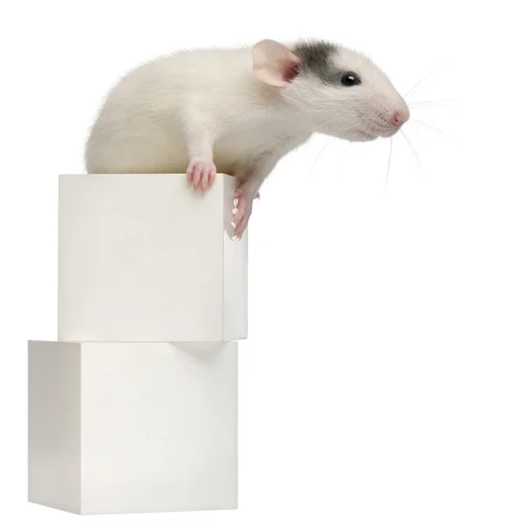 Rato comum ou rato de esgoto ou rato de cais, Rattus norvegicus, 4 meses, na caixa, em frente ao fundo branco — Fotografia de Stock