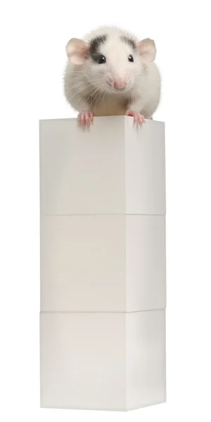 Rat commun ou rat d'égout ou rat de quai, Rattus norvegicus, 4 mois, sur boîte, devant fond blanc — Photo