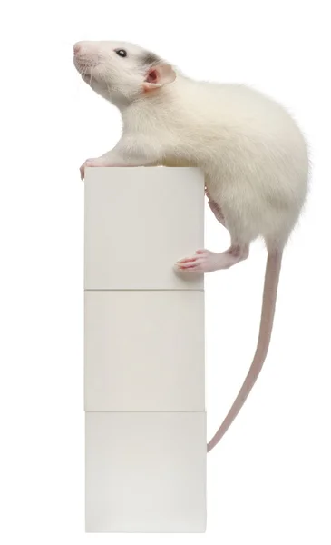 Ratto comune o ratto da fogna o ratto da pontile, Rattus norvegicus, di 4 mesi, sulla casella, davanti allo sfondo bianco — Foto Stock