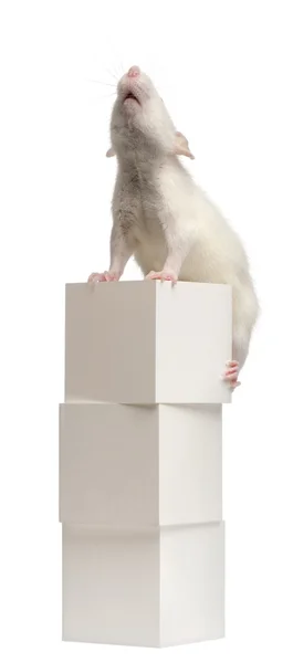 Rata común o rata de alcantarillado o de muelle, Rattus norvegicus, 4 meses de edad, en caja, delante de fondo blanco — Foto de Stock