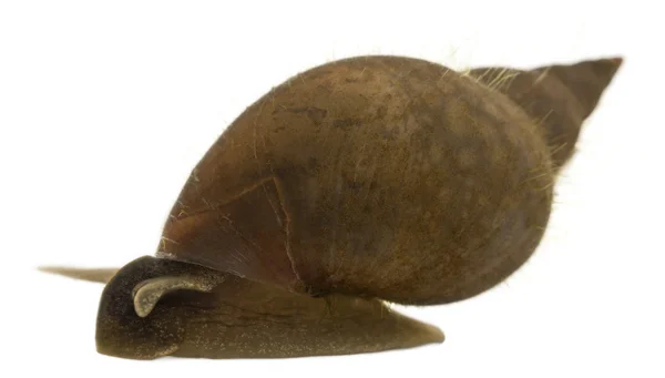 Great pond snail, Lymnaea stagnalis, a species of freshwater snail, in front of white background — Stock Fotó