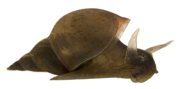 Great pond snail, Lymnaea stagnalis, a species of freshwater snail, in front of white background