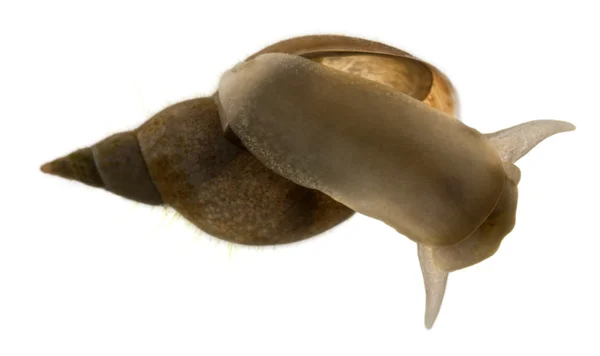 Grote vijver slak, poelslak, een soort van zoetwater slak, voor witte achtergrond — Stockfoto