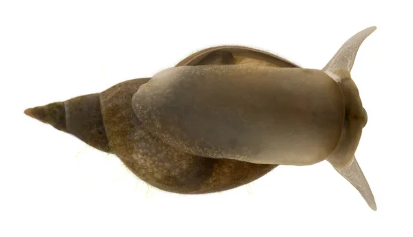 Gran caracol de estanque, Lymnaea stagnalis, una especie de caracol de agua dulce, frente al fondo blanco — Foto de Stock