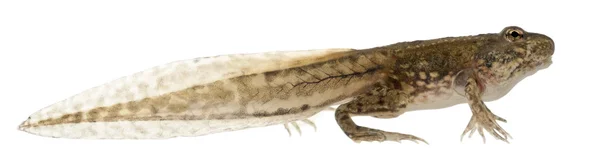 Лягушка Рана эскулента, около 12 недель после вылупления, на белом фоне — стоковое фото