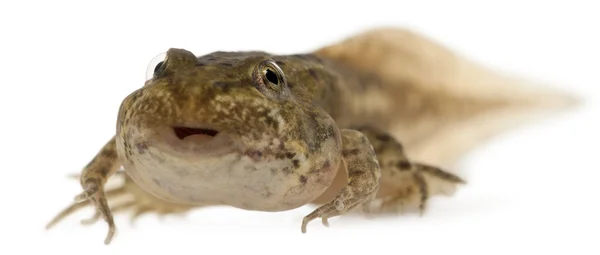 Essbarer Frosch, rana esculenta, ca. 12 Wochen alt nach dem Schlüpfen, vor weißem Hintergrund — Stockfoto