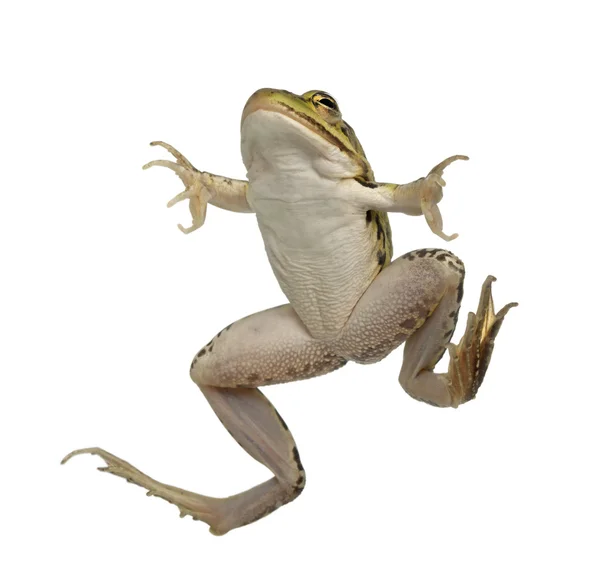 Essbarer Frosch, rana esculenta, vor weißem Hintergrund — Stockfoto