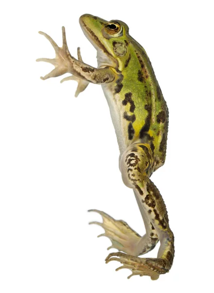 Edible Frog, Rana esculenta, in front of white background — 스톡 사진