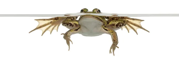 Їстівна жаба, ескулента Рани, у воді перед білим тлом — стокове фото