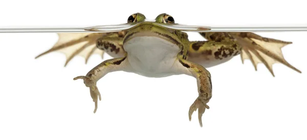 Edible Frog, Rana esculenta, in water in front of white background — Stock Photo, Image