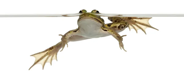 Βρώσιμα βάτραχος, rana esculenta, στο νερό μπροστά από το λευκό φόντο — Φωτογραφία Αρχείου