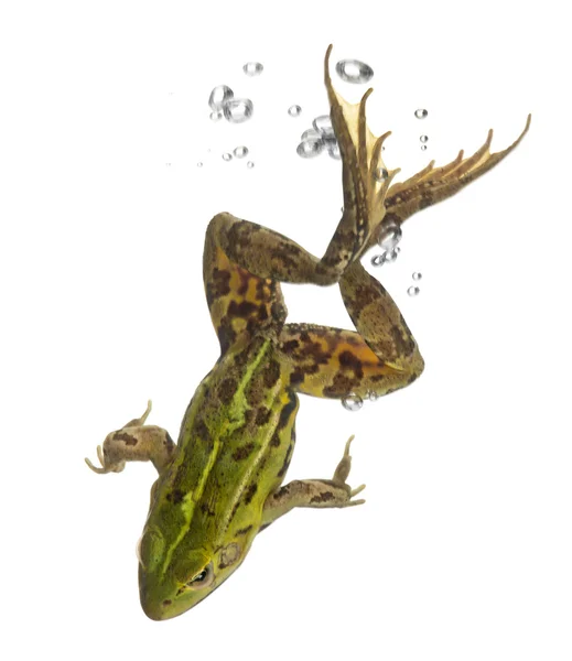 Essbarer Frosch, rana esculenta, im Wasser vor weißem Hintergrund — Stockfoto
