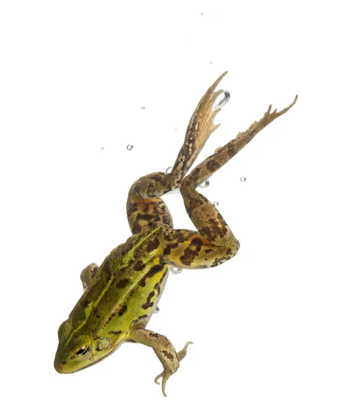 Їстівна жаба, ескулента Рани, у воді перед білим тлом — стокове фото