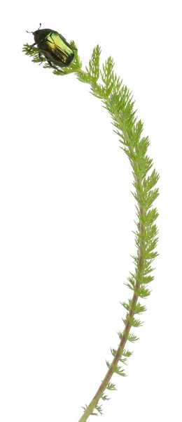 Gül chafer, beyaz arka plan önünde bitki üzerinde cetonia aurata — Stok fotoğraf