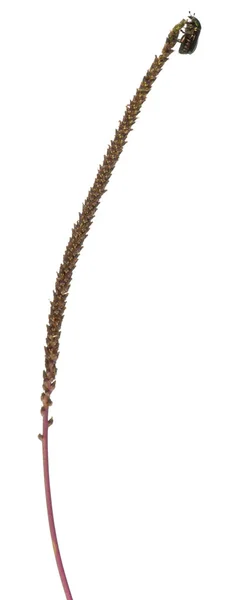 Chafer rosa, Cetonia aurata, sobre planta en frente de fondo blanco —  Fotos de Stock
