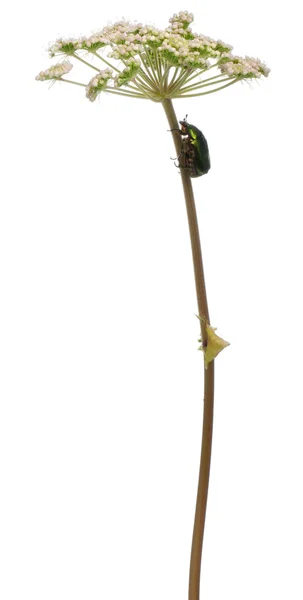 玫瑰金龟子，cetonia 金头，在白色背景前的植物 — 图库照片